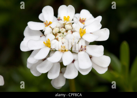 Evergreen candytuft Iberis sempervirens, L, Brassicaceae, Méditerranéenne Banque D'Images