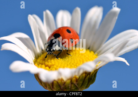 Septième place (coccinelle Coccinella septempunctata) sur le coeur de fleur daisy sur le fond de ciel bleu Banque D'Images