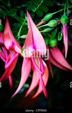 Clianthus puniceus Semi arbuste - un grimpeur de brouillage des grappes de production de red lobster claw dynamiques comme des fleurs Banque D'Images