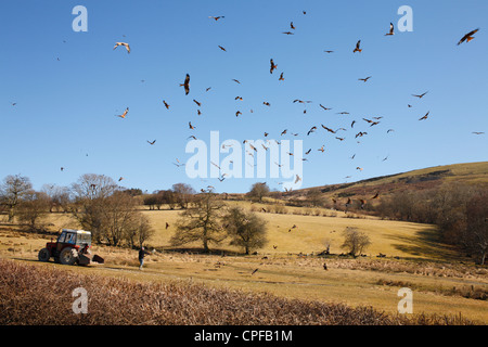 Red Kites (Milvus milvus) survolant la station d'alimentation des milans royaux de Gigrin Farm à l'avance est de se propager. Powys, Pays de Galles. Banque D'Images