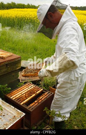 L'apiculture professionnelle. L'examen de l'apiculteur de châssis comb'abeille à miel (Apis mellifera) pour les cellules royales. Banque D'Images