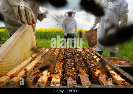 L'apiculture professionnelle. Examinant les apiculteurs ruches d'abeille à miel (Apis mellifera) pour les cellules royales. Banque D'Images