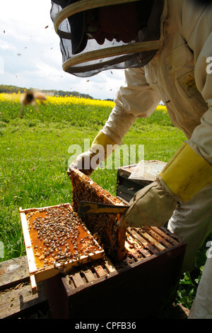 L'apiculture professionnelle. L'examen de l'apiculteur ruches d'abeille à miel (Apis mellifera). Shropshire, Angleterre. Banque D'Images