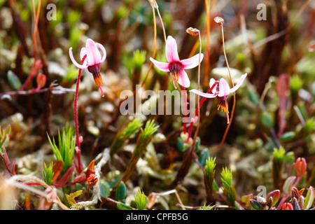 Fleurs de canneberge (Vaccinium oxycoccus) dans une tourbière. Ceredigion, pays de Galles. Banque D'Images