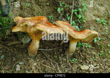 Rollrim Brown (champignons Paxillus involutus). Powys, Pays de Galles. Banque D'Images