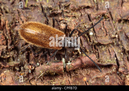 Darkling Beetle Lagria hirta) (sur une écorce de bouleau. Powys, Pays de Galles. Banque D'Images