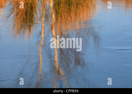 Réflexions de bouleaux et se précipite sur la glace de l'étang. Cors Caron, Ceredigion, pays de Galles. Février. Banque D'Images