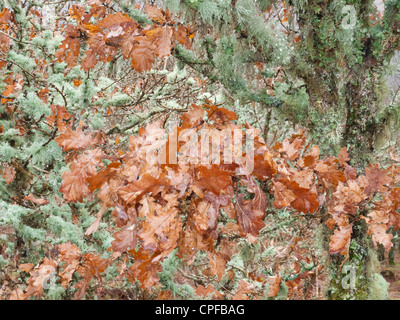 Les jeunes arbres chêne sessile (Quercus petraea) avec vaste la croissance des lichens dans une région des hautes terres. Elan Valley, Powys, Pays de Galles. Février. Banque D'Images