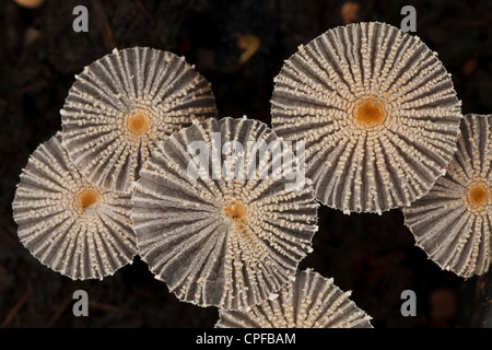 Petite Inkcap les champignons (Coprinus sp.) des organes de fructification, fruit du compost dans les bacs de plantes. Powys, Pays de Galles. Février. Banque D'Images