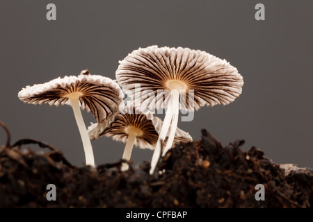 Petite Inkcap les champignons (Coprinus sp.) des organes de fructification, fruit du compost dans les bacs de plantes. Powys, Pays de Galles. Février. Banque D'Images