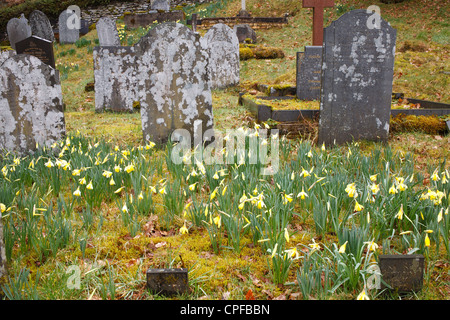 Les jonquilles sauvages (Narcissus pseudonarcissus) floraison dans un cimetière. Ceredigion, pays de Galles. Mars. Banque D'Images