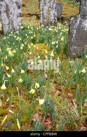 Les jonquilles sauvages (Narcissus pseudonarcissus) floraison dans un cimetière. Ceredigion, pays de Galles. Mars. Banque D'Images