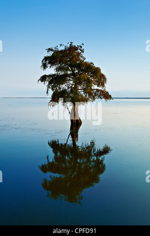 Lone cypress tree dans l'eau saumâtre, Taxodium distichum Banque D'Images