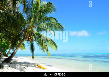 Watersport kayak sous un palmier sur une plage de sable blanc avec une mer bleu sur Moorea, une île près de Tahiti. Banque D'Images