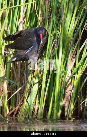 La Gallinule poule-d'eau (Gallinula chloropus), redescendez d'imbriquer à reed Banque D'Images