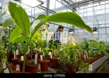 Dans les coulisses de Royal Botanic Gardens, Kew, Londres Banque D'Images