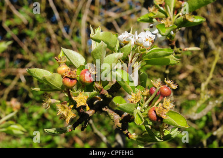 Les jeunes les poires Pyrus communis en développement. Certains blossom toujours à l'affiche. Doyenne du Comice. Banque D'Images