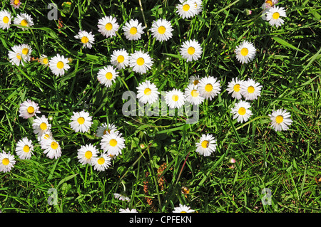 Bellis perennis marguerites poussant dans l'herbe. Banque D'Images