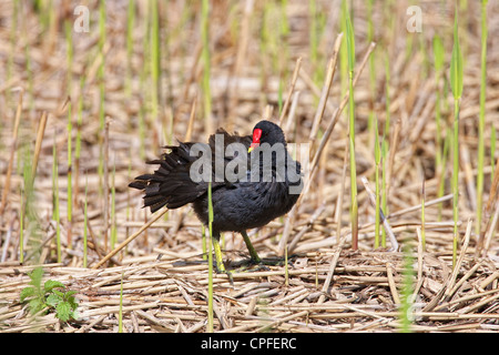 La Gallinule poule-d'eau (Gallinula chloropus), au lissage en roseaux phragmites au printemps. Banque D'Images