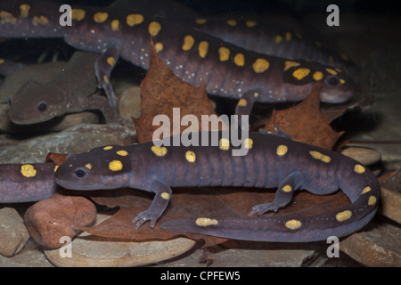 La Salamandre maculée (Ambystoma maculatum) - New York - USA - la reproduction au printemps -salamandre de Jefferson aussi,(A. jeffersonianum) Banque D'Images