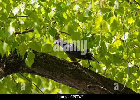 La Gallinule poule-d'eau (Gallinula chloropus), marcher le long de tronc de l'arbre à son nid. Banque D'Images
