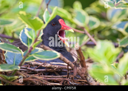 La Gallinule poule-d'eau (Gallinula chloropus), le bâillement assis sur son nid dans un buisson Banque D'Images