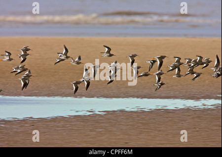 La queue rouge commun (Tringa totanus) en vol comme un troupeau. Banque D'Images