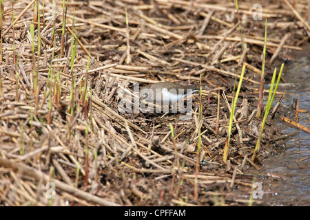 Chevalier grivelé (Actitis hypoleucos commune) se nourrissent dans les eaux peu profondes le long du bord d'un plan d'eau Banque D'Images