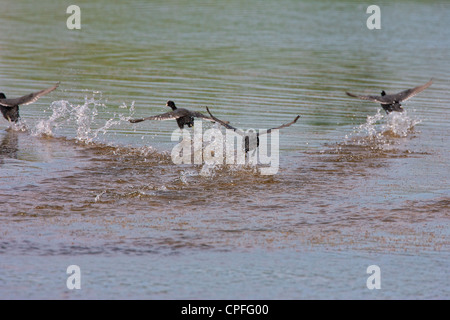 Foulque macroule (Fulica atra mâle) chasse les intrus multiples de son territoire. Banque D'Images