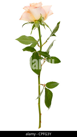 Rose rose et de la tige Banque D'Images