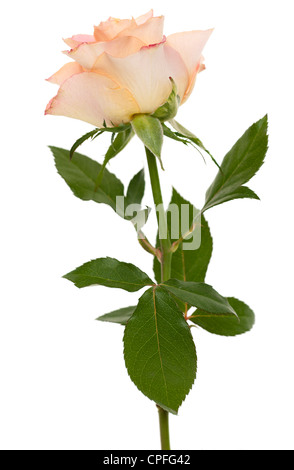 Rose rose et de la tige Banque D'Images