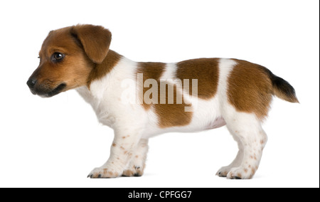 Jack Russel terrier puppy, 3 months old, standing against white background Banque D'Images