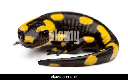 Salamandra salamandra salamandre, incendie, in front of white background Banque D'Images