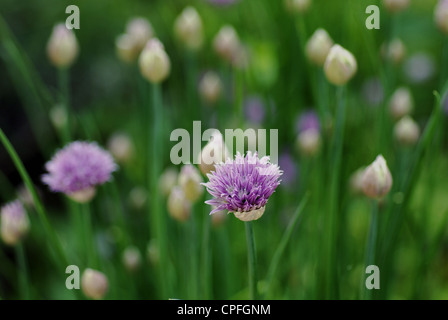 Allium schoenoprasum - ciboulette Banque D'Images