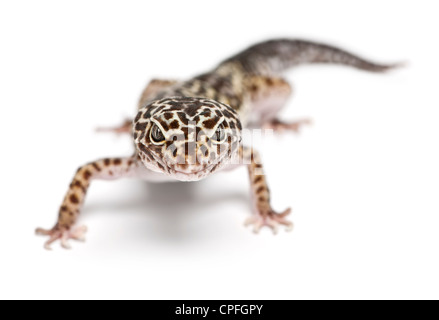 Le gecko léopard, Eublepharis macularius, against white background Banque D'Images