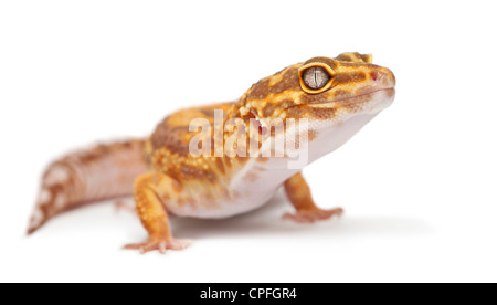 Gecko Léopard Orange albinos, Eublepharis macularius, against white background Banque D'Images