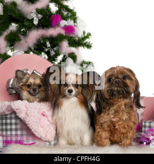 Chihuahua, 18 mois, en boite cadeau à côté de Papillon, 5 ans et shih tzu, portrait contre fond blanc Banque D'Images