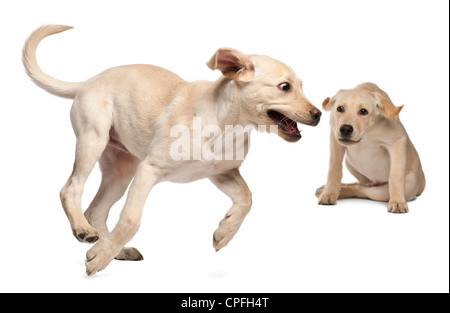 Deux retrievers du Labrador, âgé de 4 mois, en jouant contre fond blanc Banque D'Images