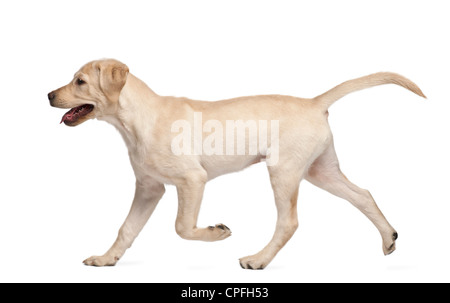 Labrador Retriever, âgé de 4 mois, la marche contre l'arrière-plan blanc Banque D'Images