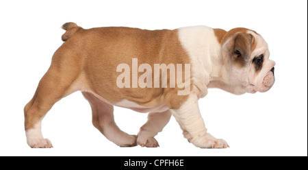 Chiot bouledogue anglais, l'âge de 2 mois, la marche contre l'arrière-plan blanc Banque D'Images