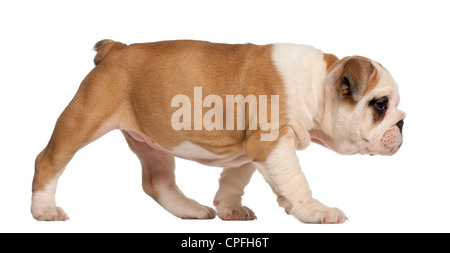 Chiot bouledogue anglais, l'âge de 2 mois, la marche contre l'arrière-plan blanc Banque D'Images