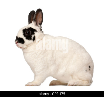 Lapin de garenne, Oryctolagus cuniculus dalmates, âgé de 4 mois, contre fond blanc Banque D'Images