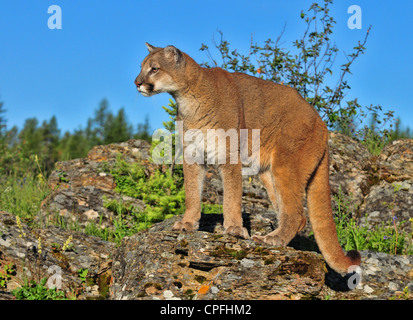 Mountain Lion, le cougar sur barre rocheuse (Puma concolor) Banque D'Images