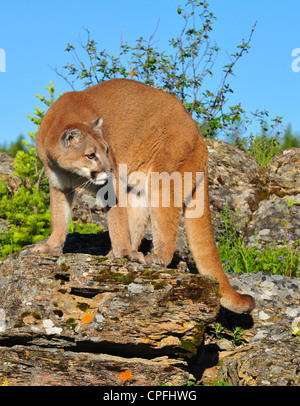 Mountain Lion, le cougar sur barre rocheuse (Puma concolor) Banque D'Images