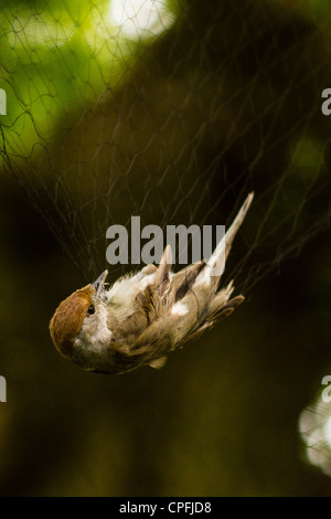 Blackcap femelle. Les oiseaux sont pris dans un filet japonais sans être lésée et sont ensuite examinés et annelé, avant d'être relâché. Banque D'Images