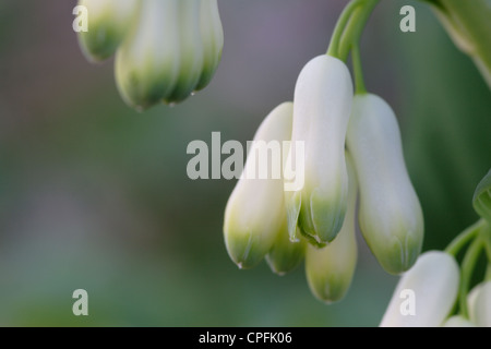 Le sceau de Salomon commun (Polygonatum multiflorum) fleurs, England, UK Banque D'Images