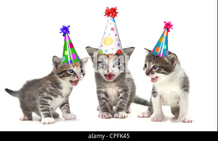 Joyeux Anniversaire Mignon Chaton Sur Fond Dore Photo Stock Alamy