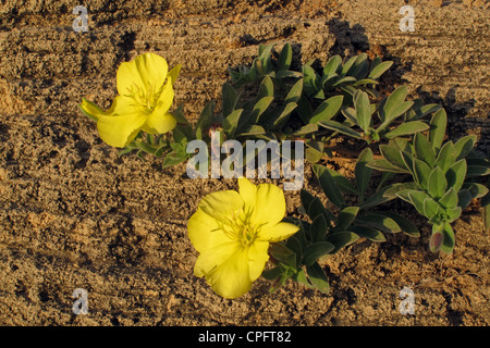 Oenothera drummondii flower aussi appelée evening-primrose, suncups, et sundrops. Banque D'Images