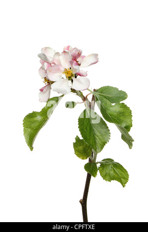 Apple Blossom et feuilles isolées contre white Banque D'Images