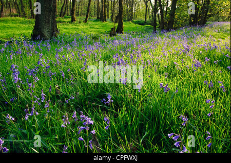 Dans Wyresdale bois Bluebell à la forêt de Bowland Lancashire England Banque D'Images